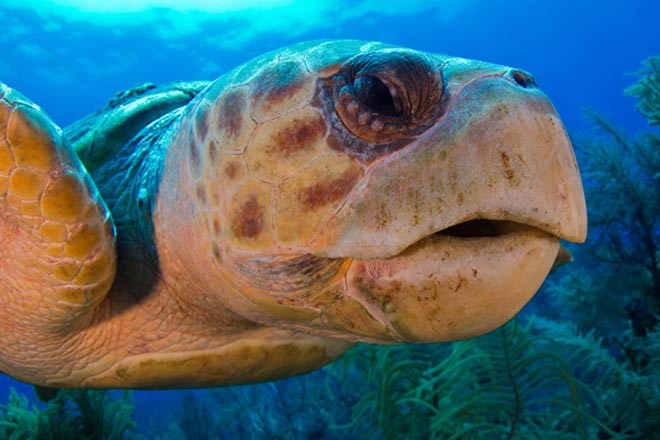 Sea turtle 4 by John Abernethy ©  SW
